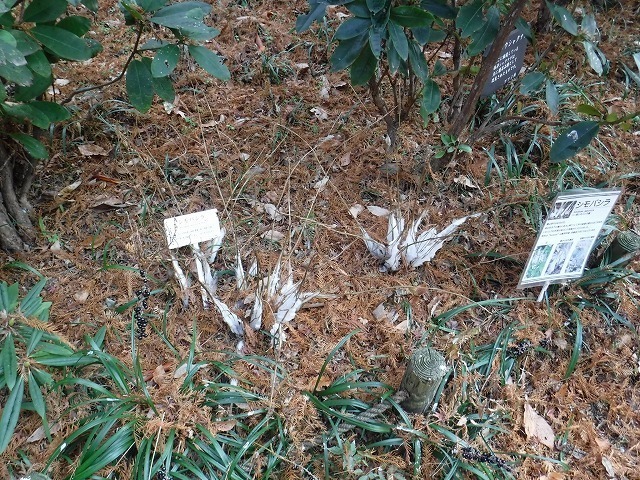 s-DSCF9506.jpg