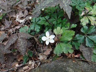 s-DSCF9716.jpg