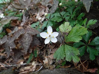 s-DSCF9717.jpg