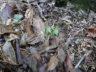 s-DSCF9718.jpg