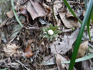 s-DSCF9950.jpg