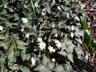 s-DSCF9962.jpg