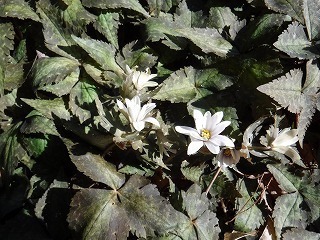 s-DSCF9963.jpg