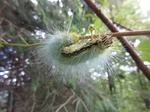 s-IMG_0184.jpg